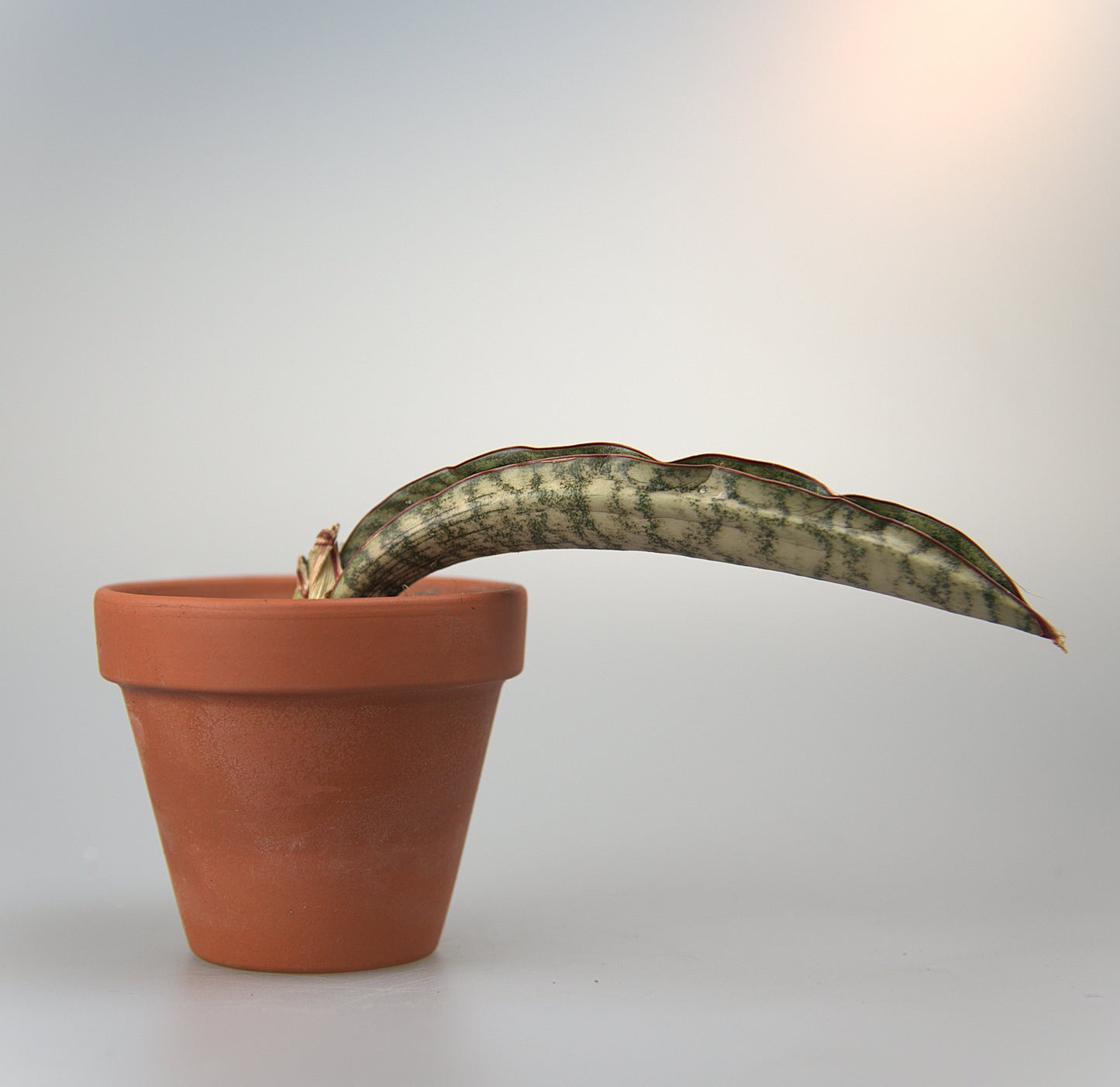 Sansevieria Kirkii Eleanor