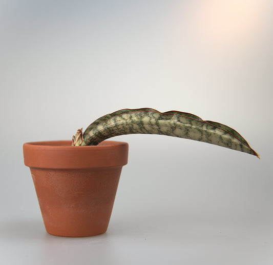 Sansevieria Kirkii Eleanor
