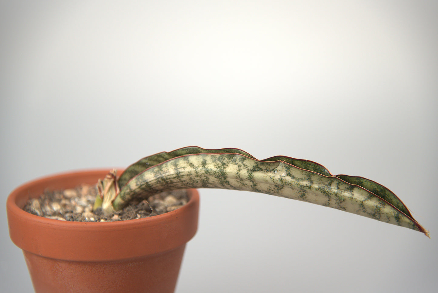 Sansevieria Kirkii Eleanor