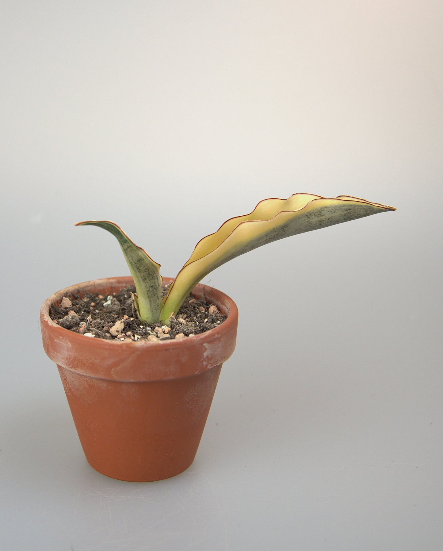 Sansevieria Kirkii Variegated