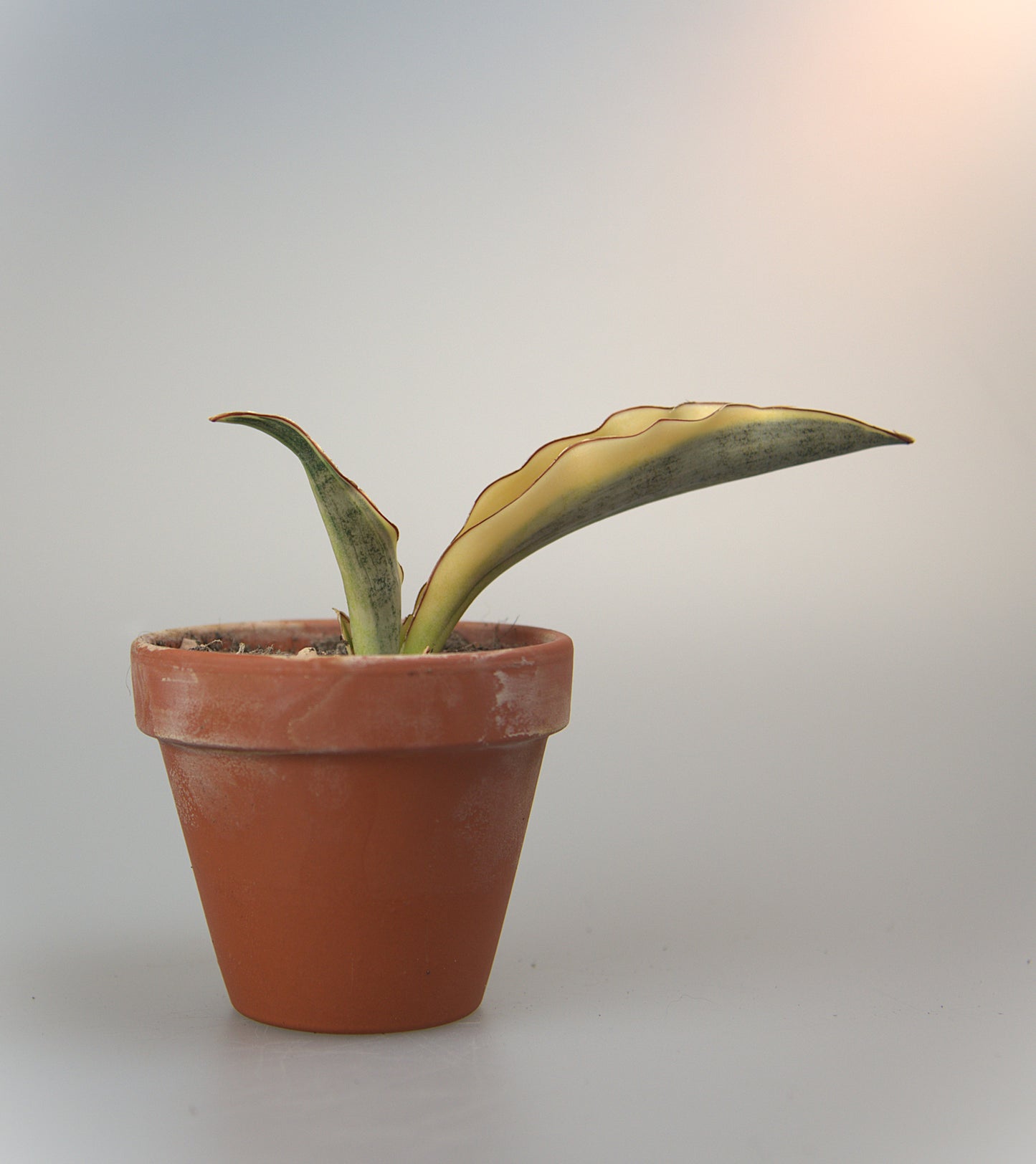 Sansevieria Kirkii Variegated