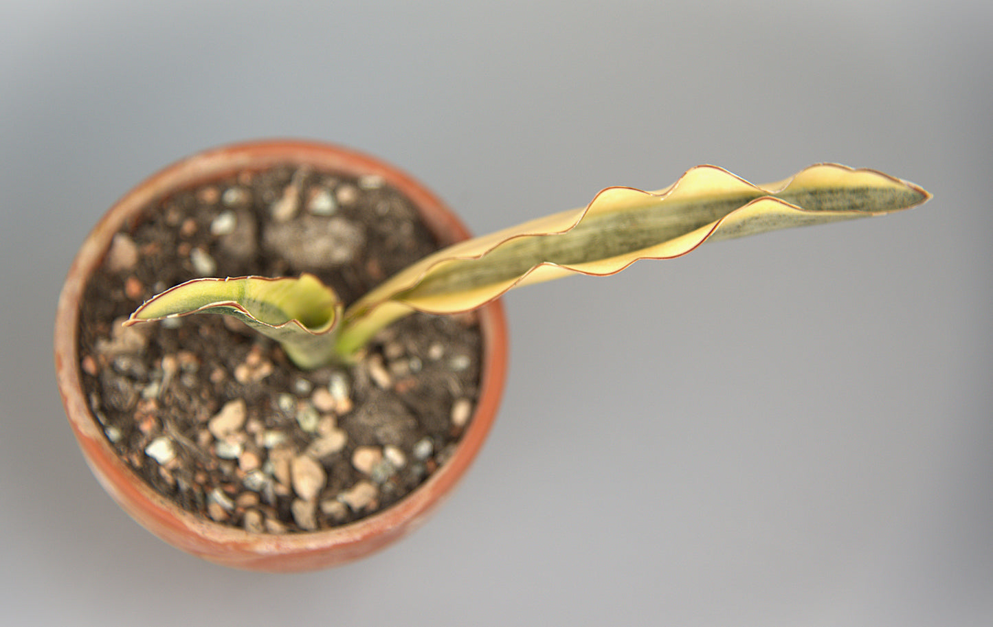 Sansevieria Kirkii Variegated