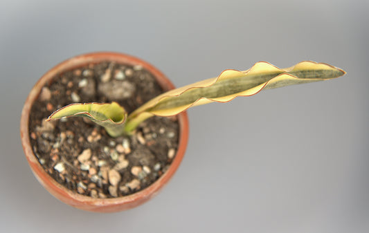 Sansevieria Kirkii Variegated