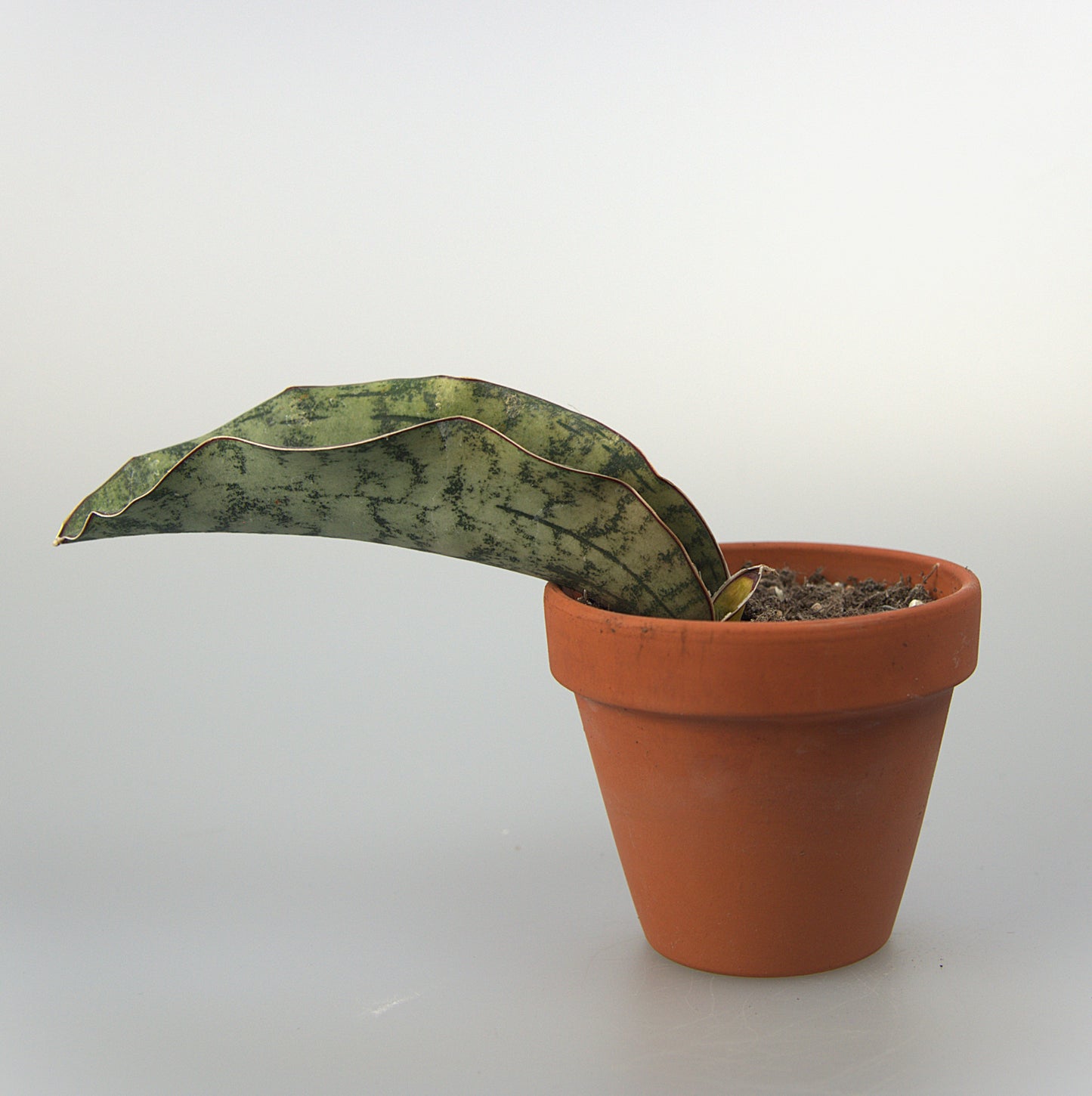 Sansevieria Kirkii White Nena