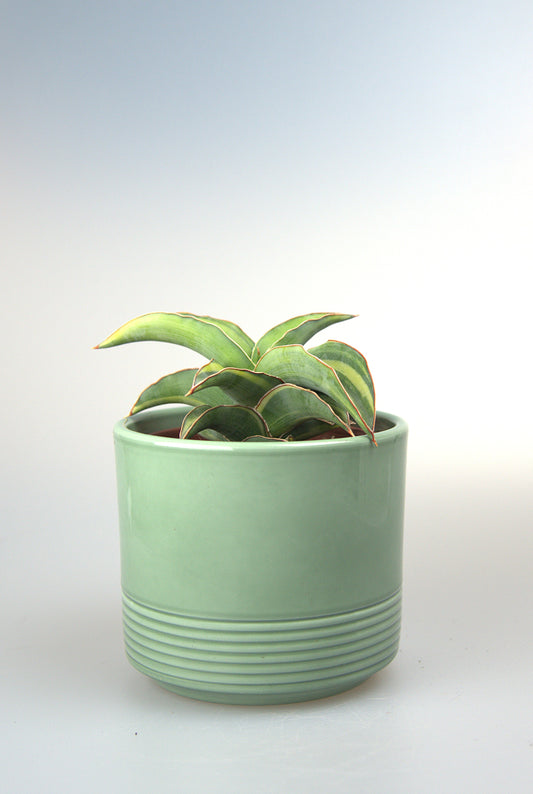 Sansevieria Kismayo