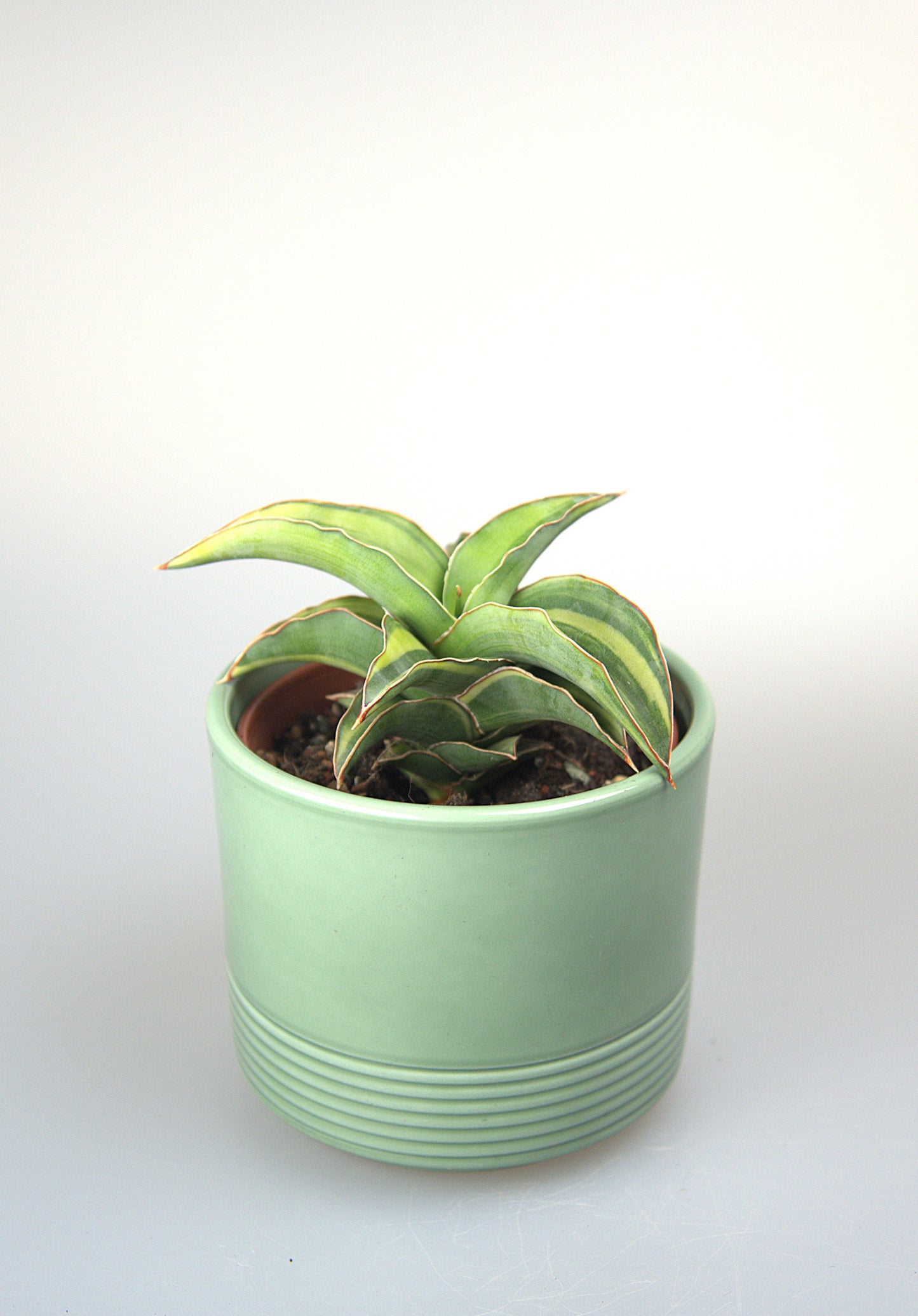 Sansevieria Kismayo