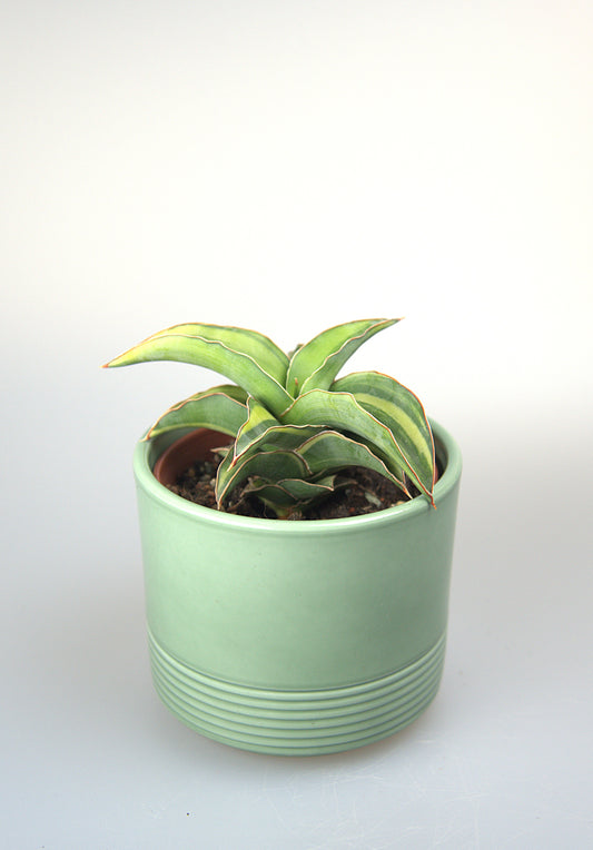 Sansevieria Kismayo