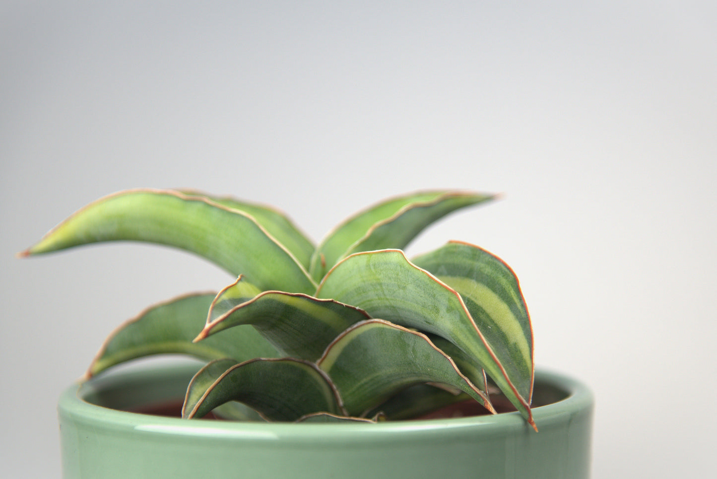 Sansevieria Kismayo