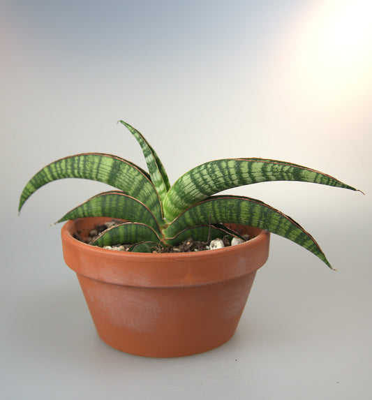 Sansevieria Lady Gaga