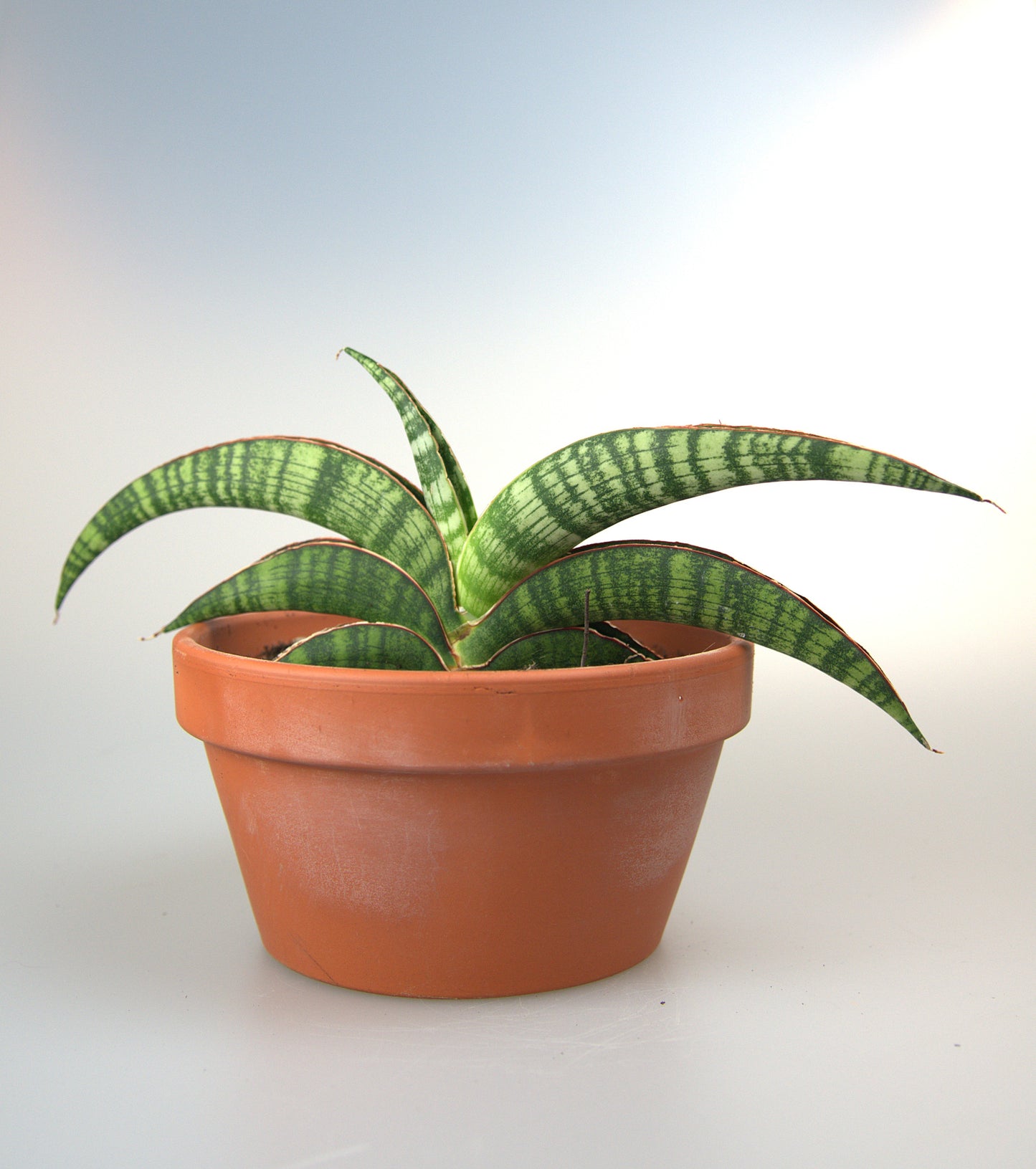 Sansevieria Lady Gaga