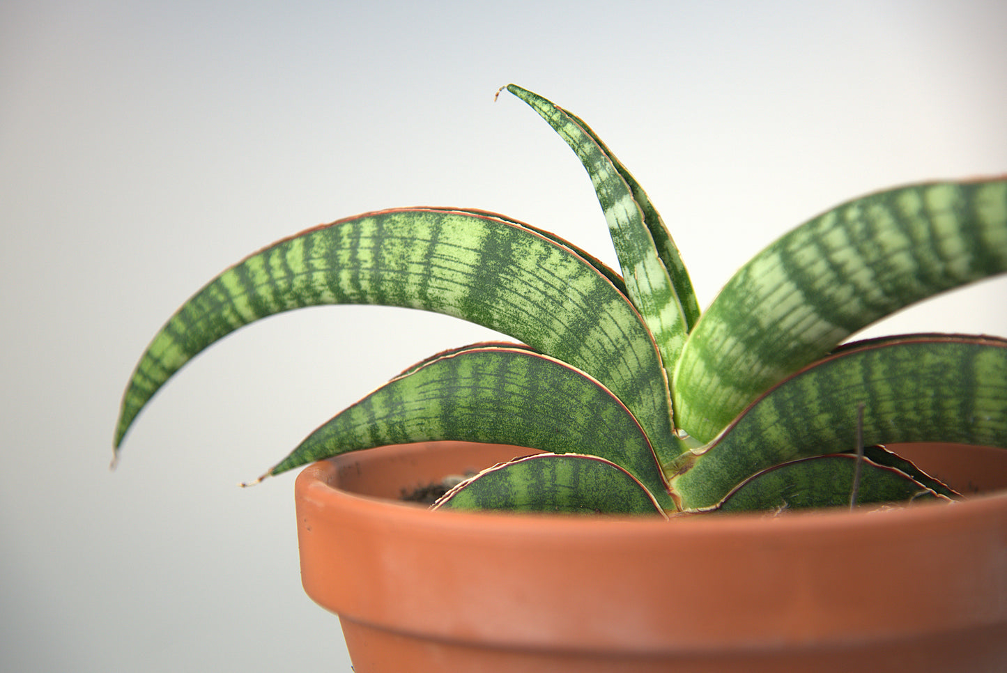 Sansevieria Lady Gaga