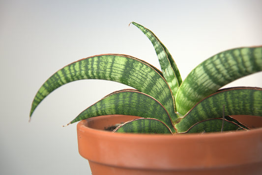 Sansevieria Lady Gaga