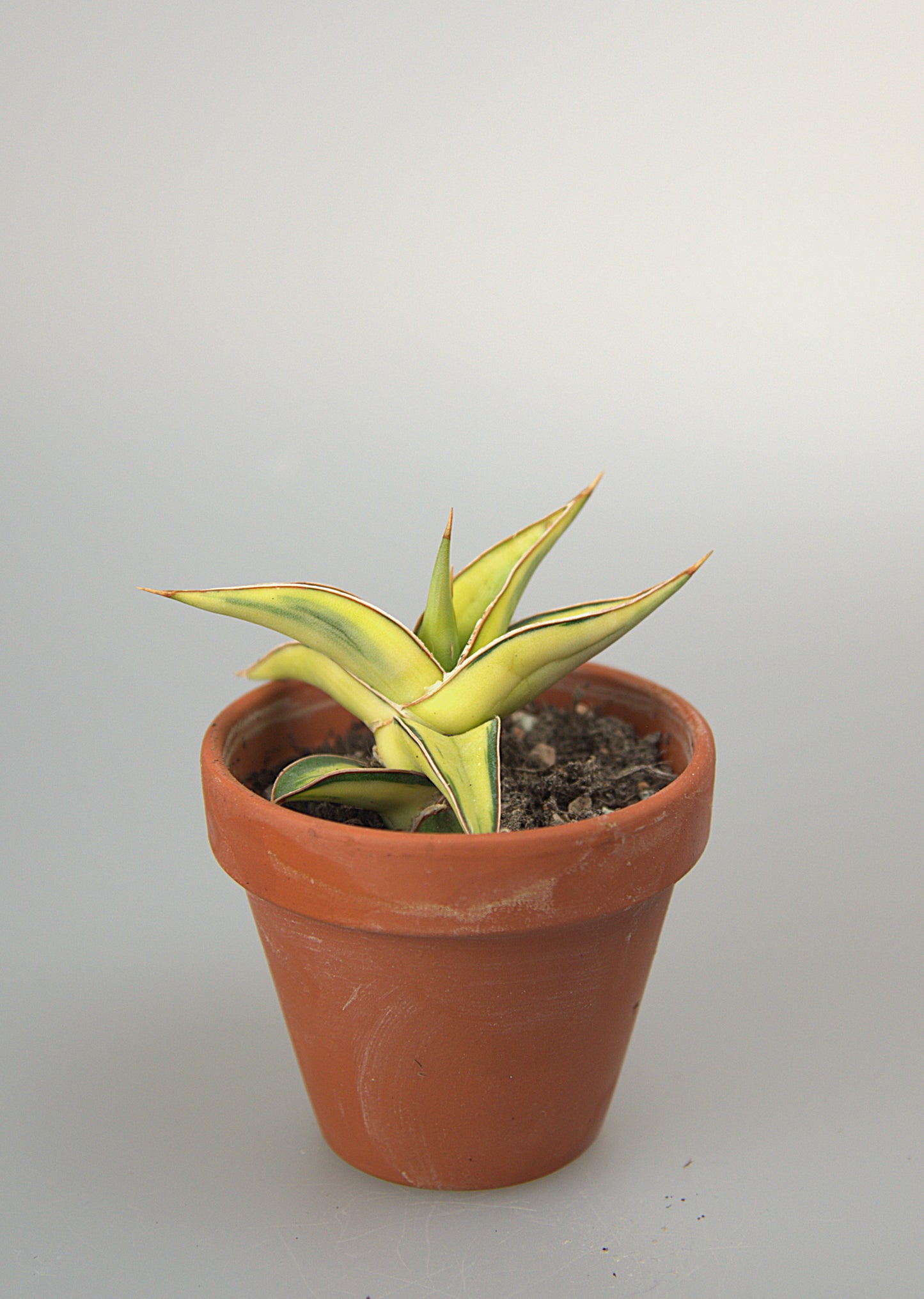 Sansevieria Lavranos Variegated