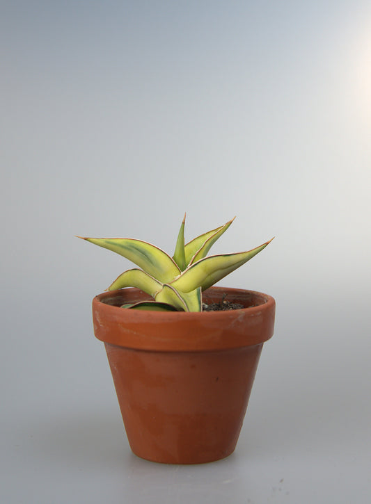 Sansevieria Lavranos Variegated
