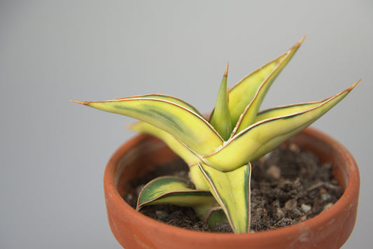 Sansevieria Lavranos Variegated