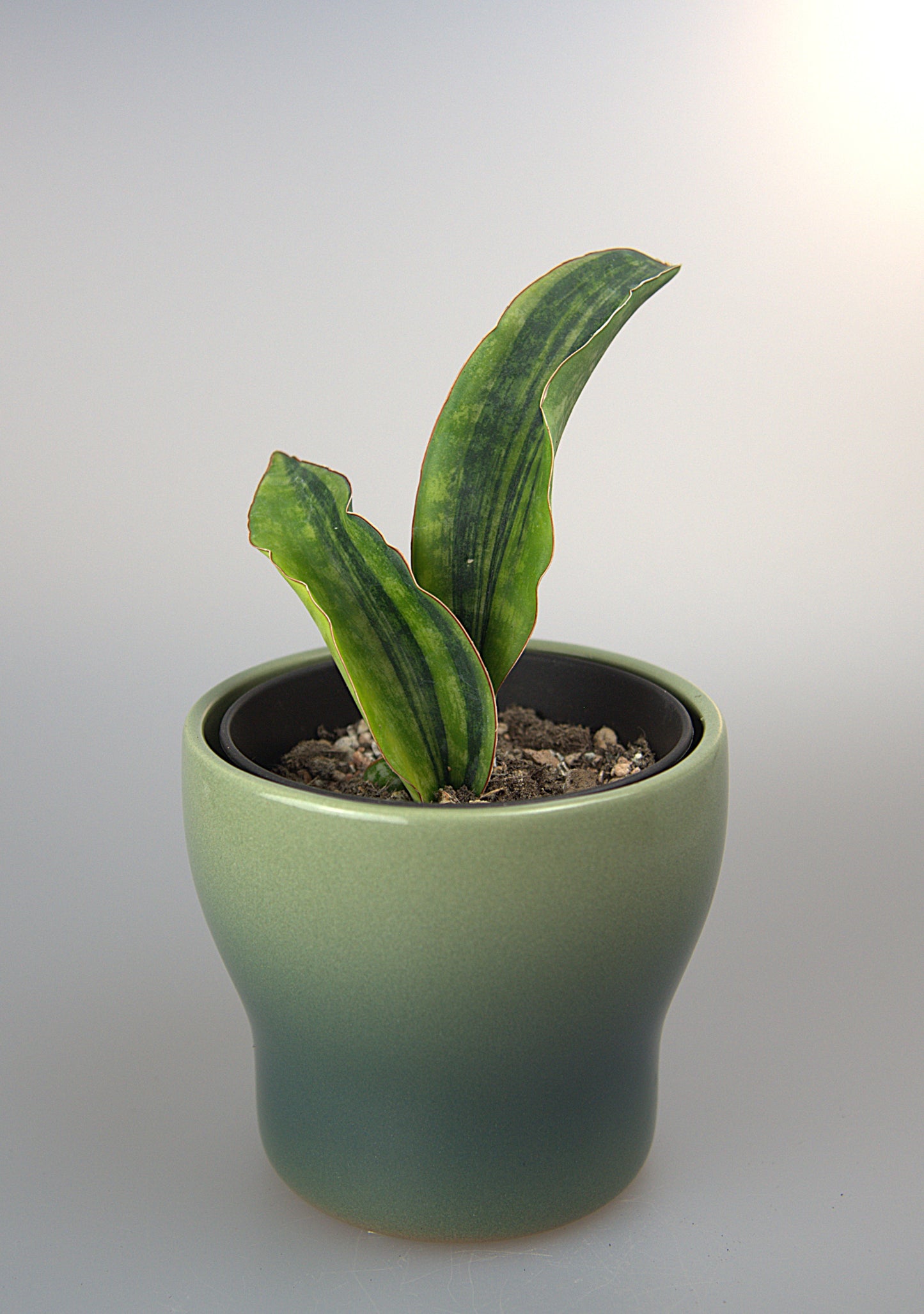Sansevieria Macrophylla