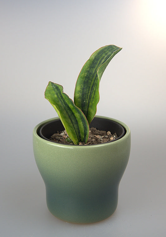 Sansevieria Macrophylla