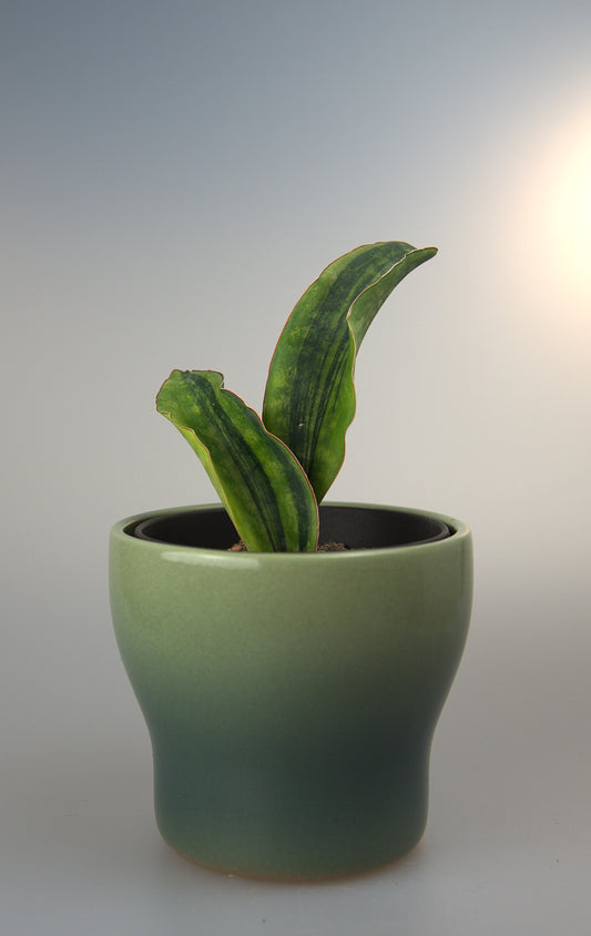 Sansevieria Macrophylla