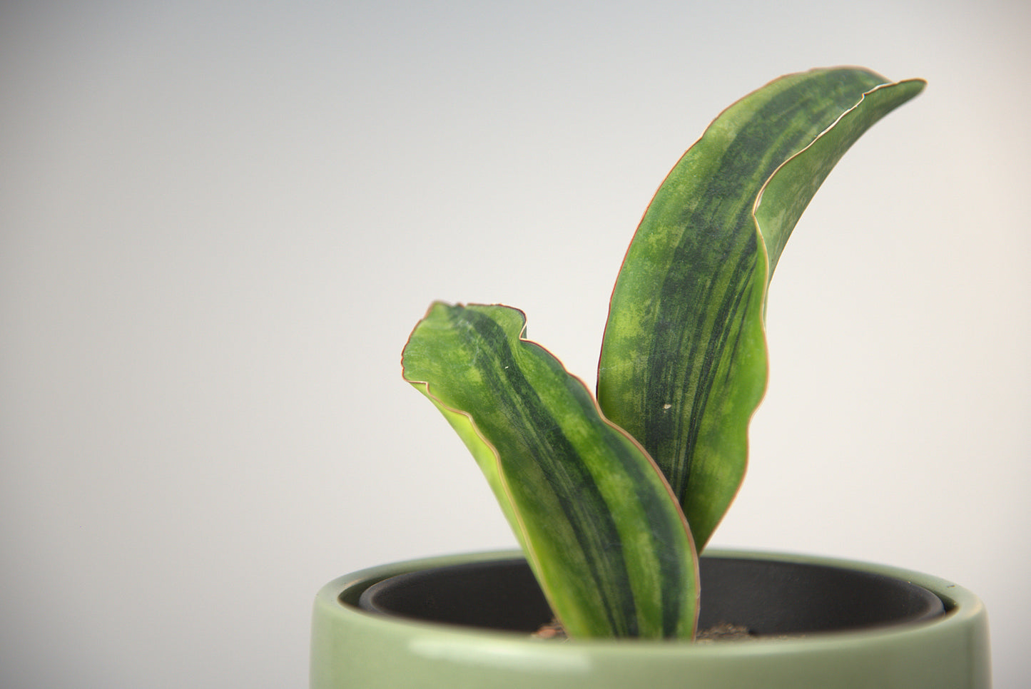 Sansevieria Macrophylla