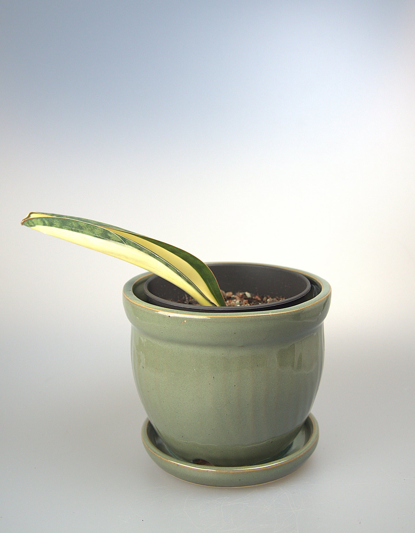 Sansevieria Masoniana Mediopicta