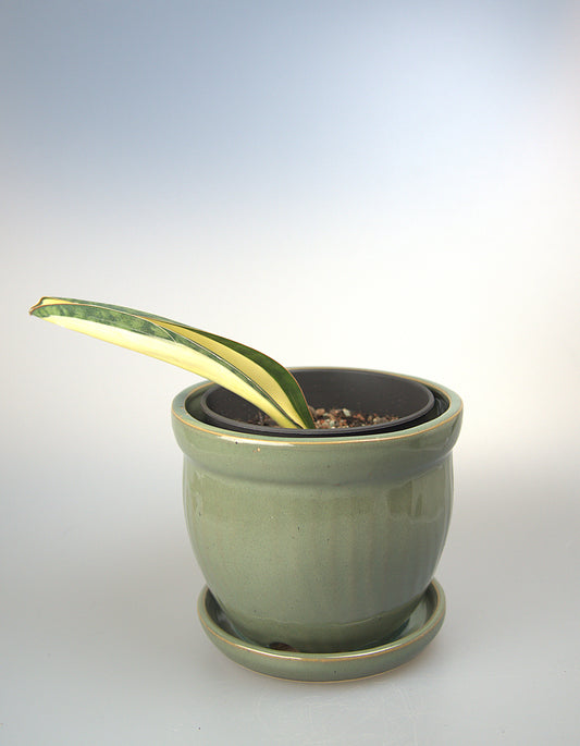 Sansevieria Masoniana Mediopicta