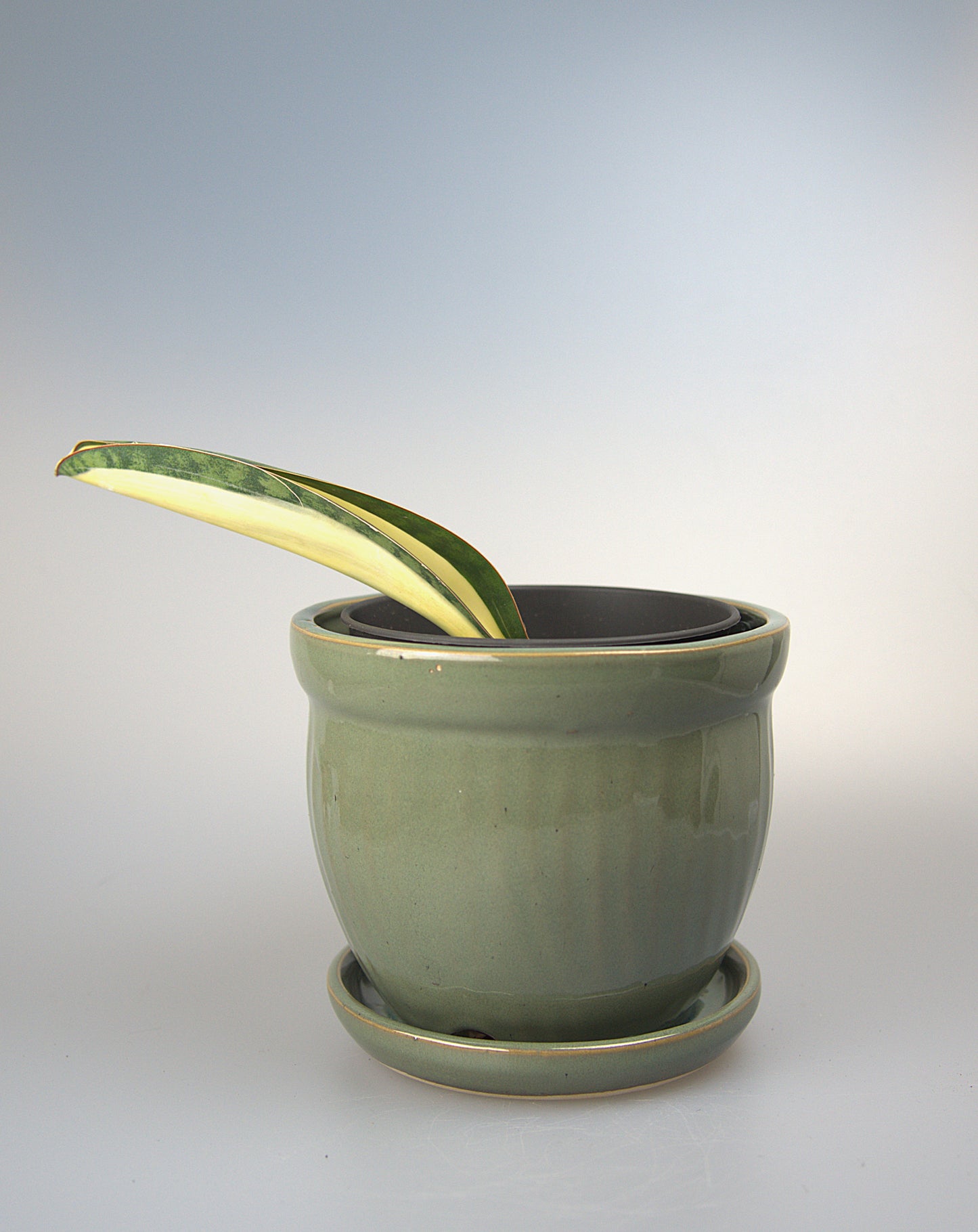 Sansevieria Masoniana Mediopicta