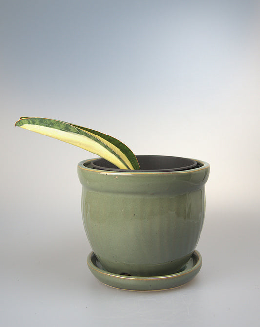 Sansevieria Masoniana Mediopicta