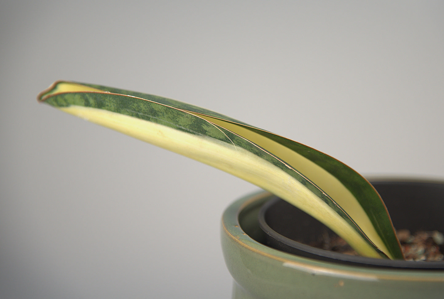 Sansevieria Masoniana Mediopicta