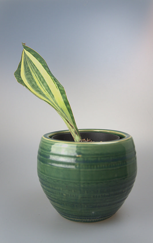 Sansevieria Masoniana White Variegated