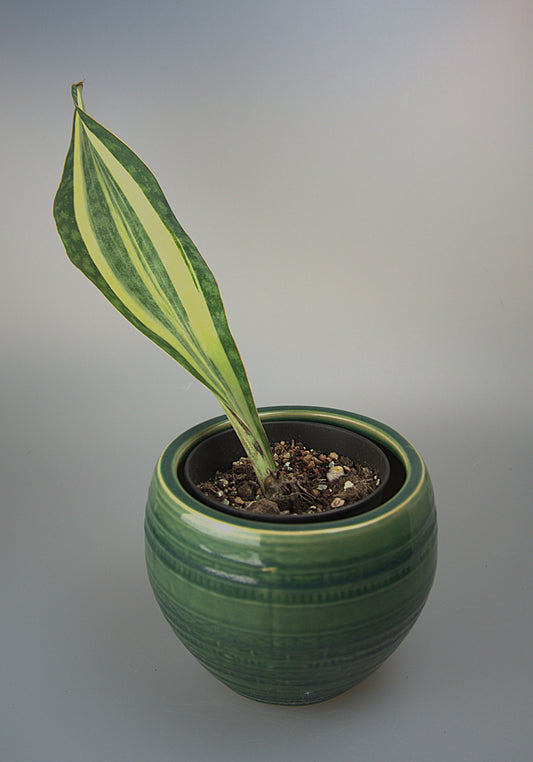 Sansevieria Masoniana White Variegated