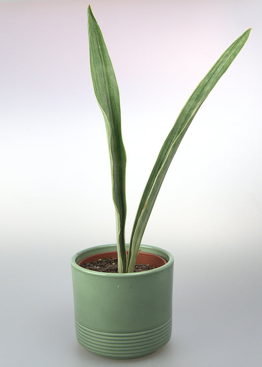 Sansevieria Metallica Siam Silver