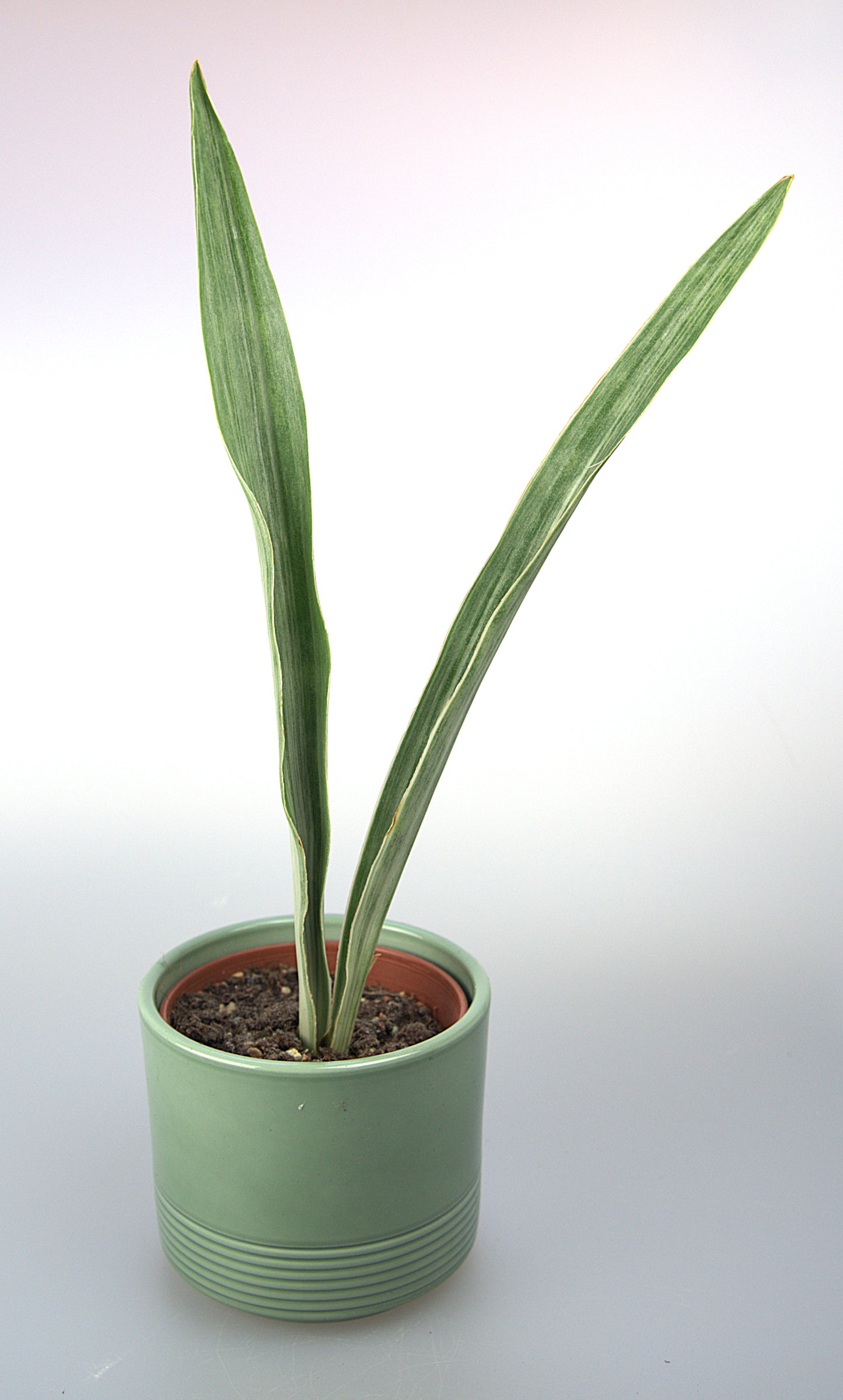 Sansevieria Metallica Siam Silver