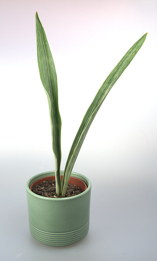 Sansevieria Metallica Siam Silver