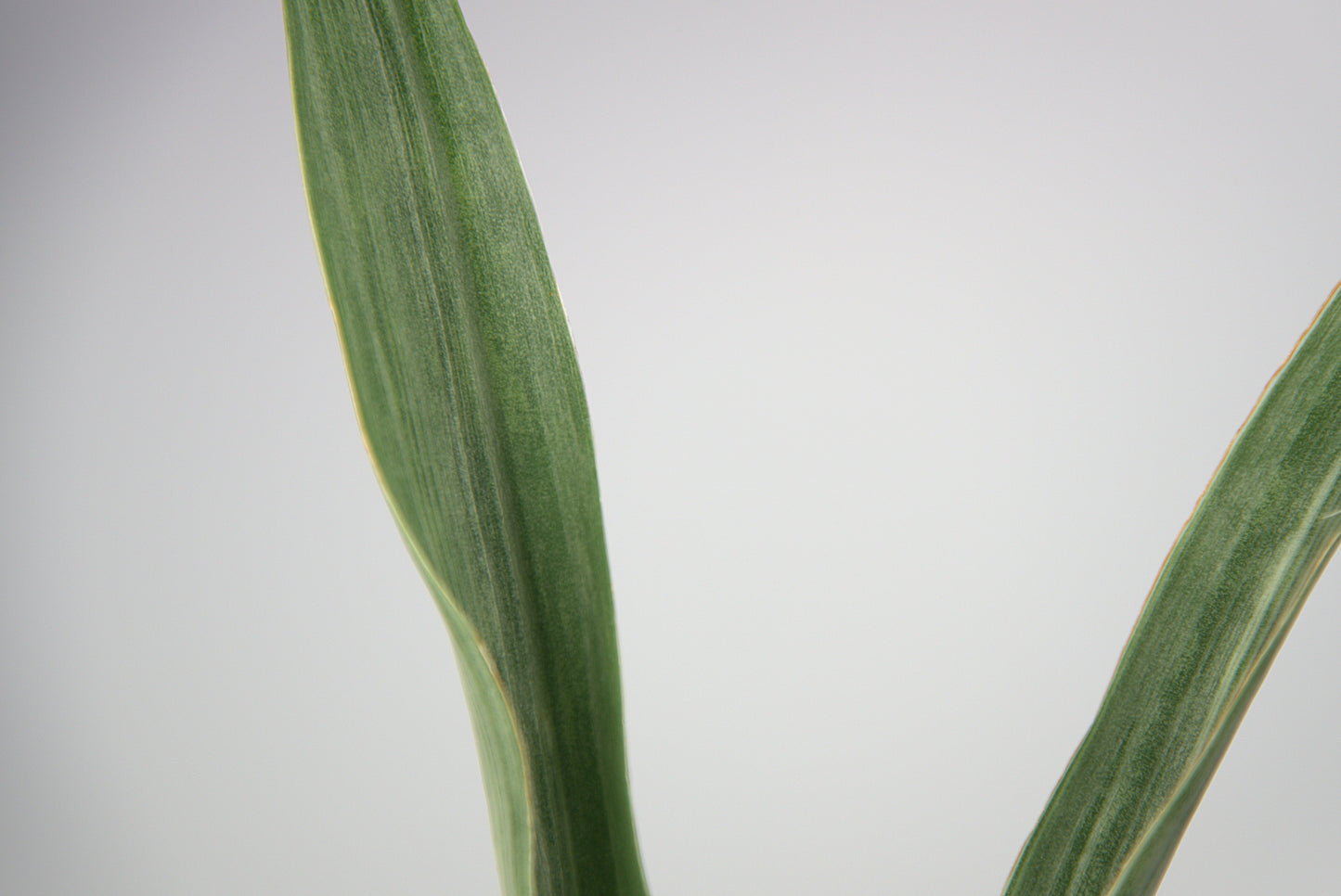 Sansevieria Metallica Siam Silver