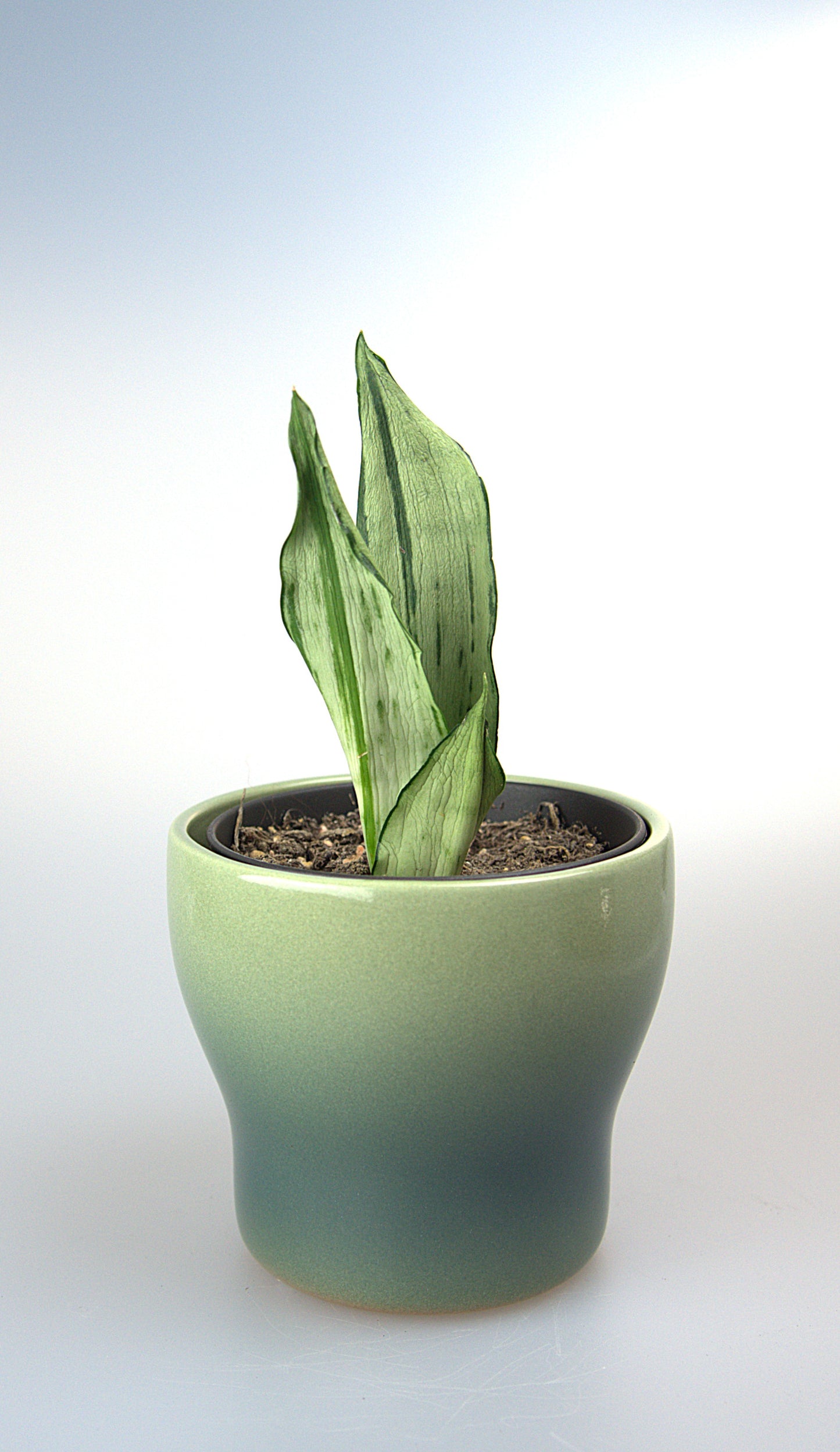 Sansevieria Trifasciata Moonshine Brazilian