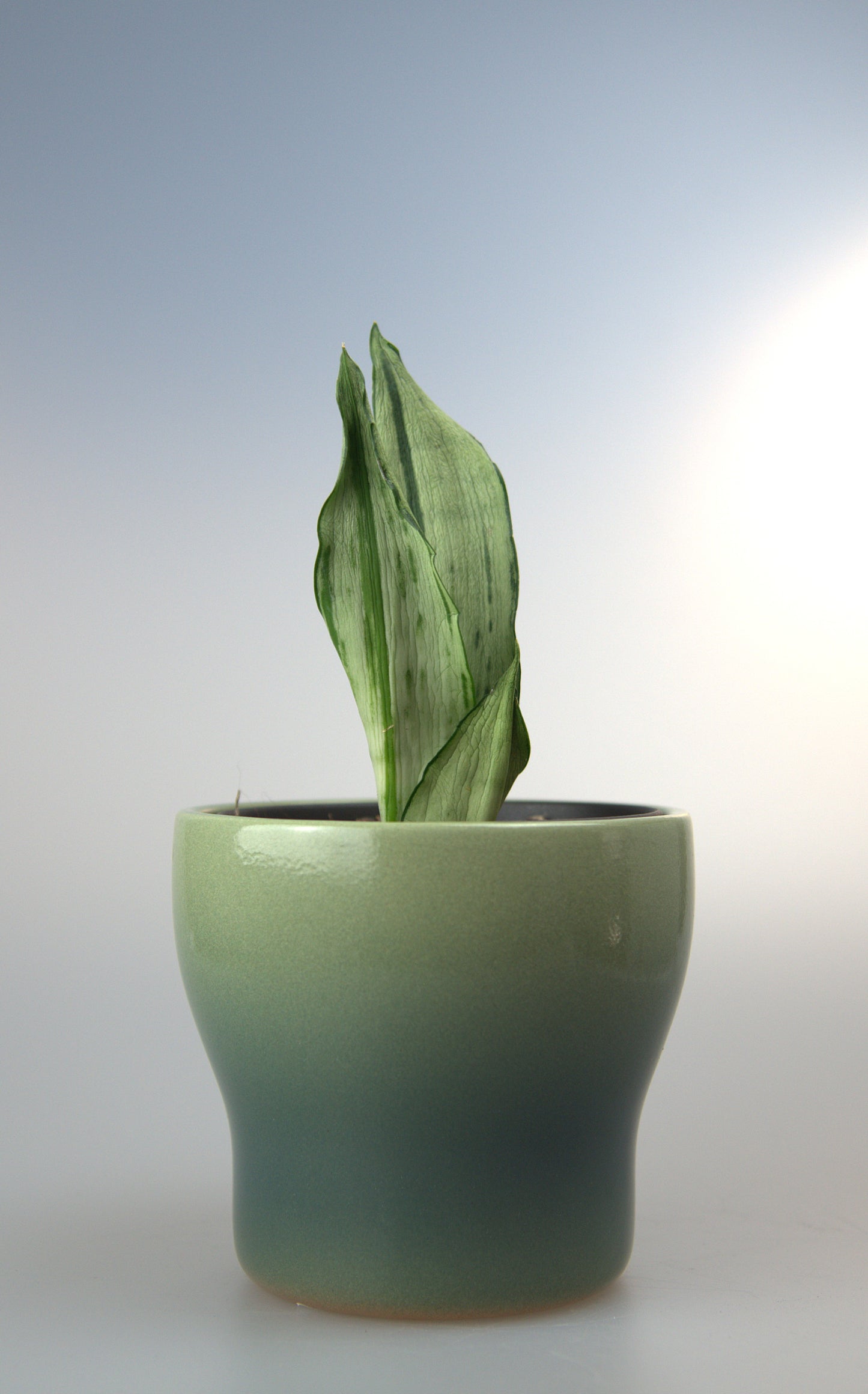 Sansevieria Trifasciata Moonshine Brazilian