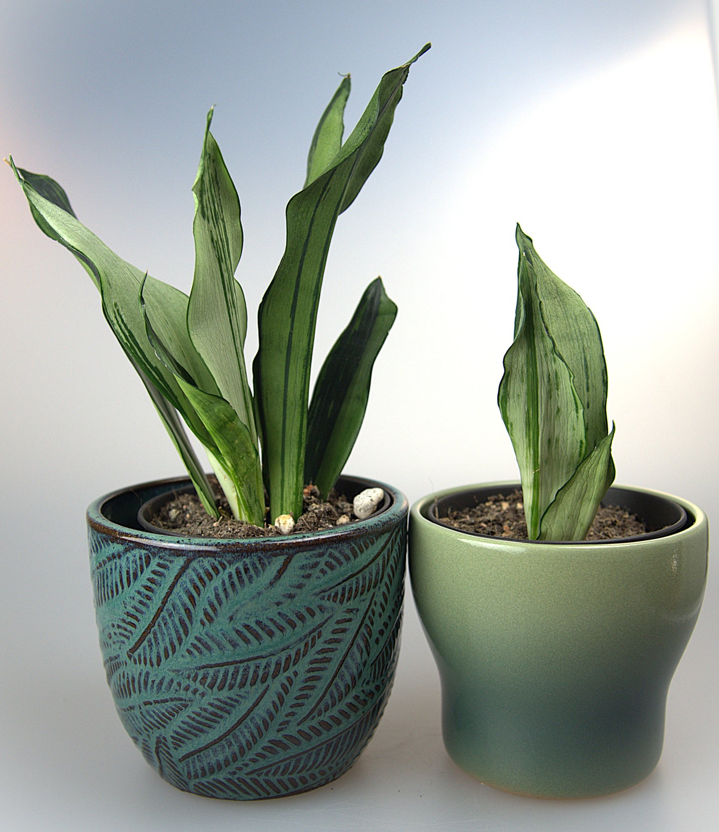 Sansevieria Trifasciata Moonshine Brazilian