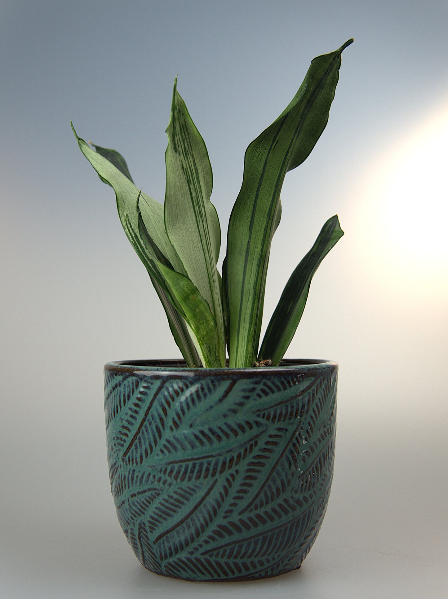 Sansevieria Trifasciata Moonshine Brazilian
