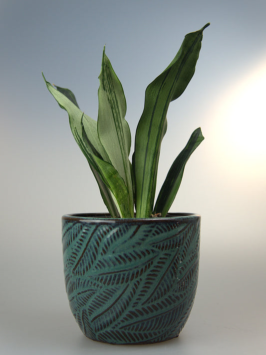Sansevieria Trifasciata Moonshine Brazilian
