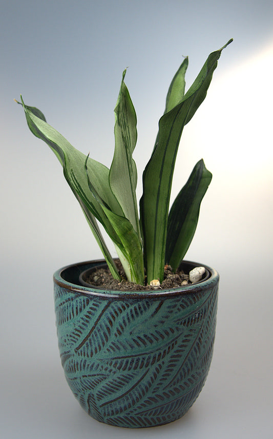 Sansevieria Trifasciata Moonshine Brazilian