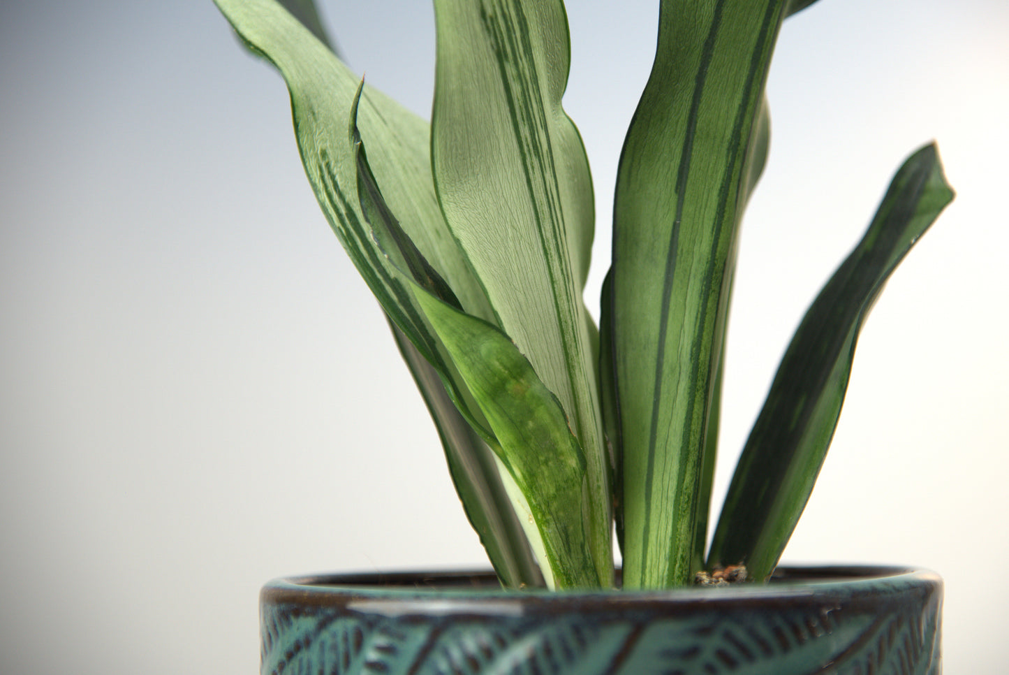 Sansevieria Trifasciata Moonshine Brazilian