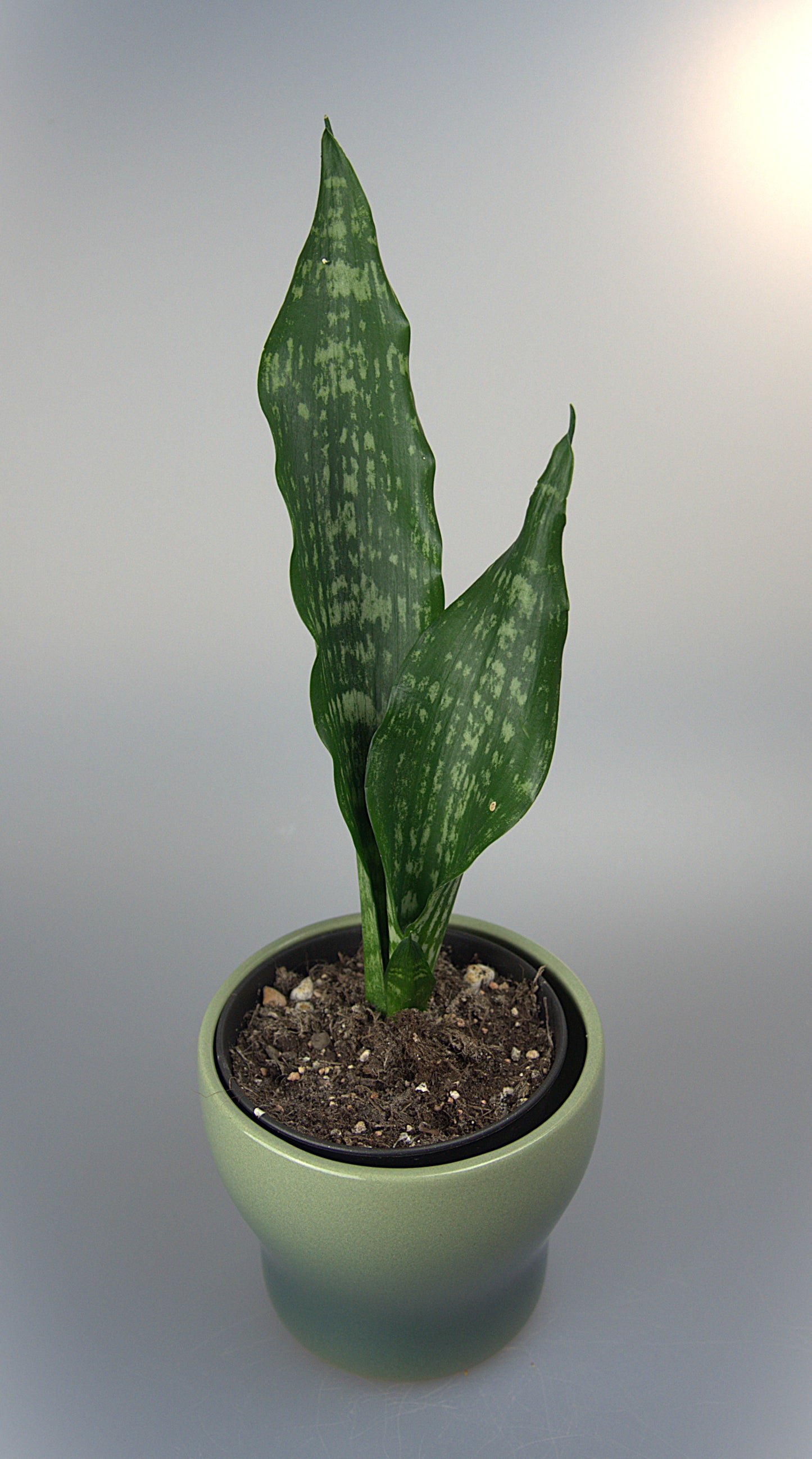 Sansevieria Moonshine Brazillian Black