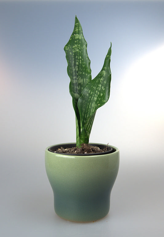 Sansevieria Moonshine Brazillian Black