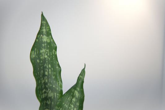 Sansevieria Moonshine Brazillian Black