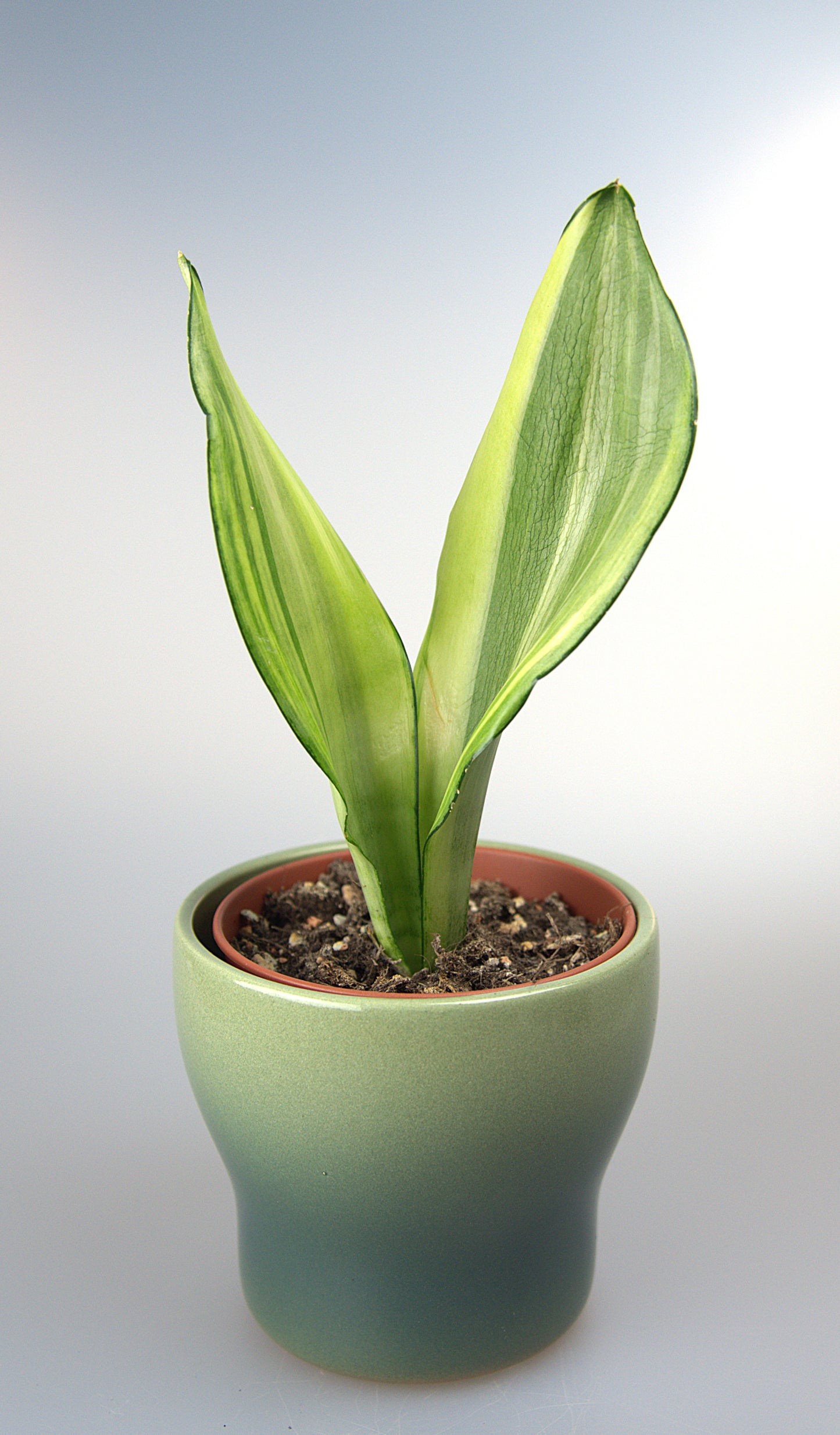 Sansevieria Moonshine Variegated