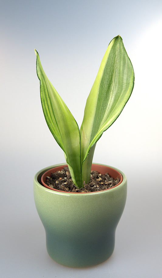 Sansevieria Moonshine Variegated
