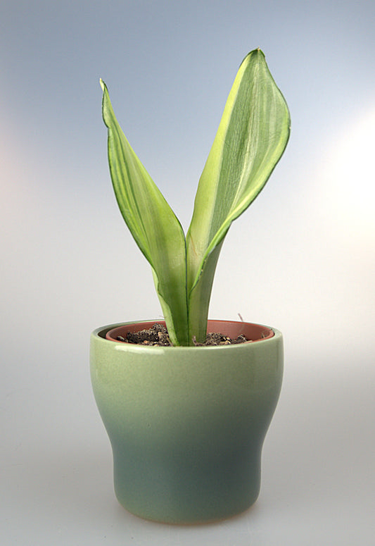Sansevieria Moonshine Variegated