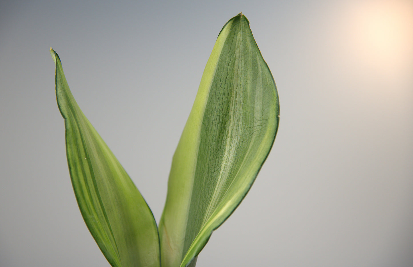 Sansevieria Moonshine Variegated