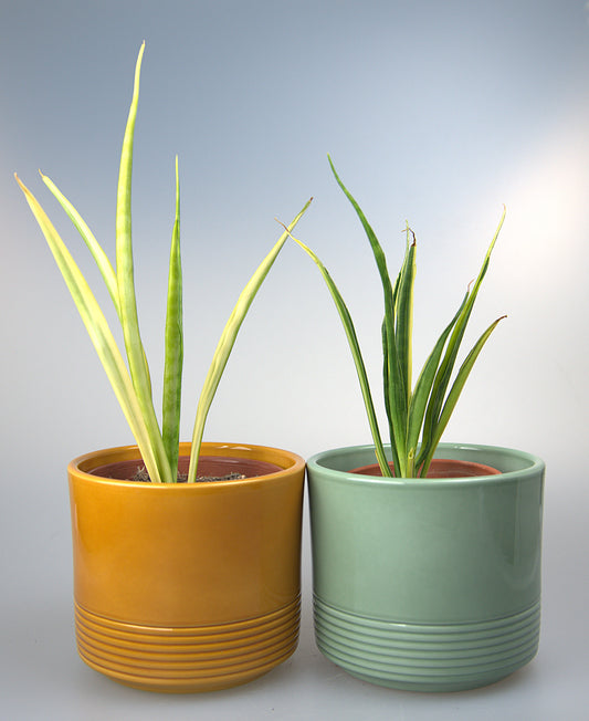 Sansevieria Parva Lancet Yellow