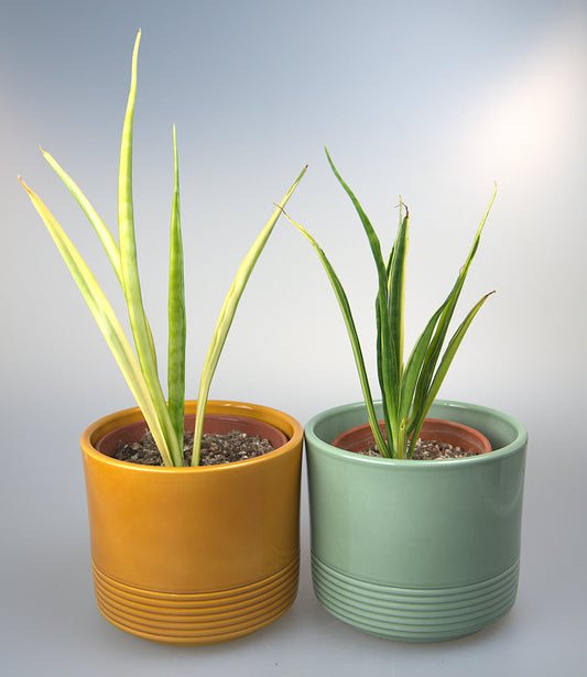 Sansevieria Parva Lancet Yellow